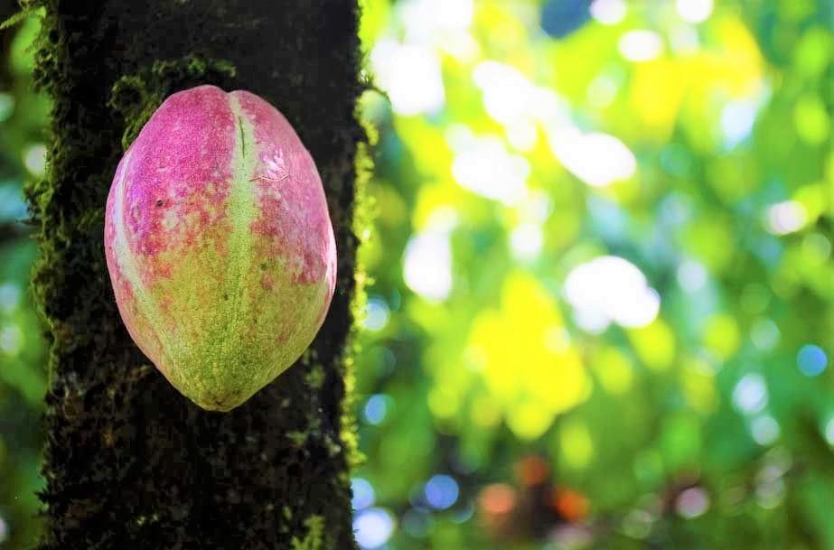 WOODBLOCK Cacao plant (2).jpeg
